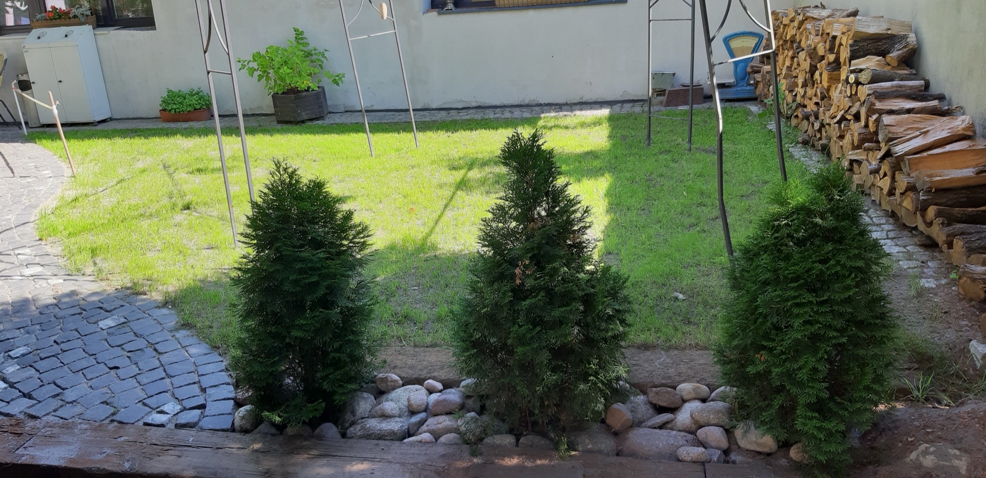 Zielony ogród z tujami i ułożonym drewnem